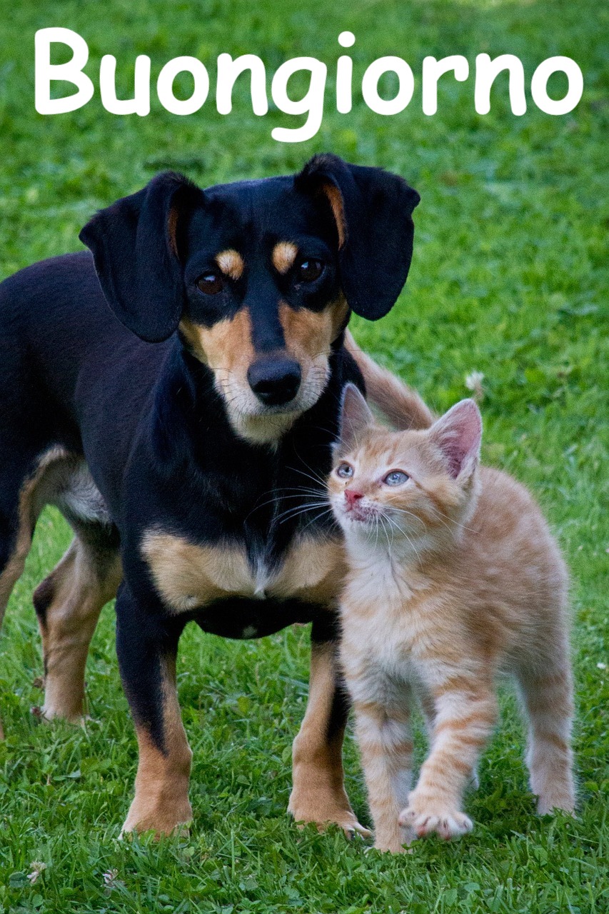 foto che rappresentano cani e gatti per augurarci buona giornata    